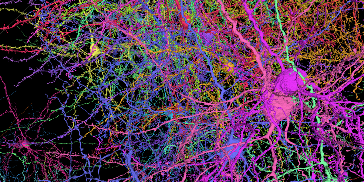 Read more about the article These are all connections in a mouse brain the size of a grain of sand.